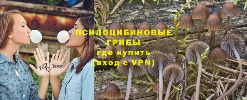 продажа наркотиков  Сафоново  Галлюциногенные грибы Psilocybine cubensis 